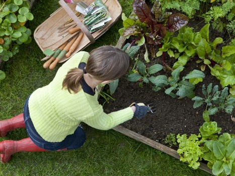 Professional mowing and feeding for Mile End lawns