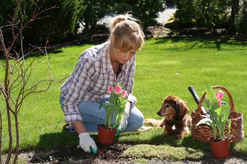 Professional lawn care for a Mile End garden