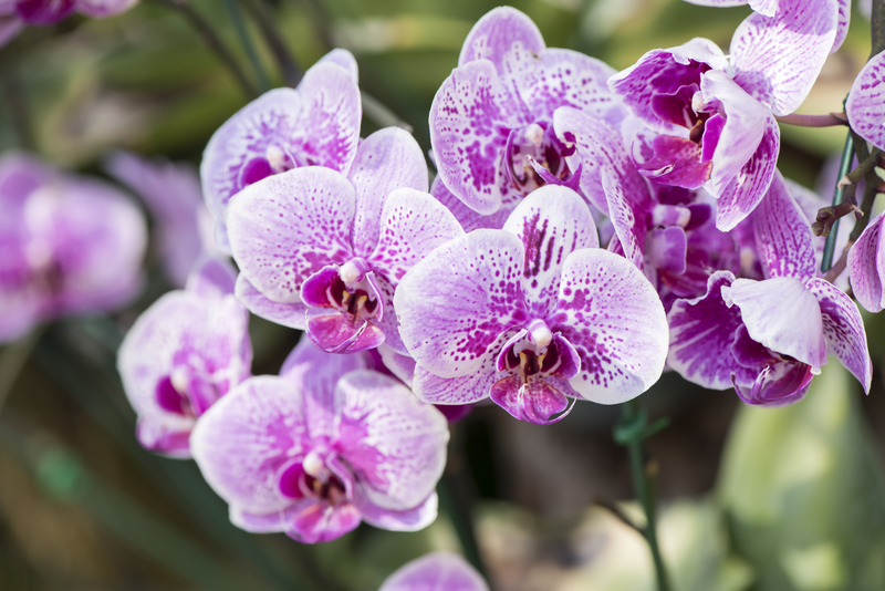 Hedge trimming hedge cutting